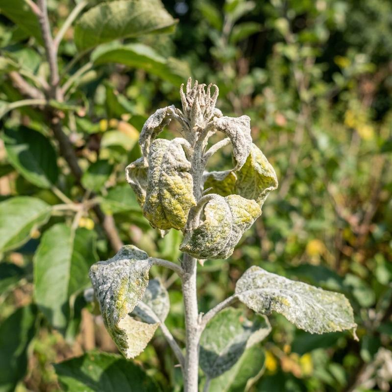 Apple tree powdery mildew showing a grey-white felt coating on young leaves