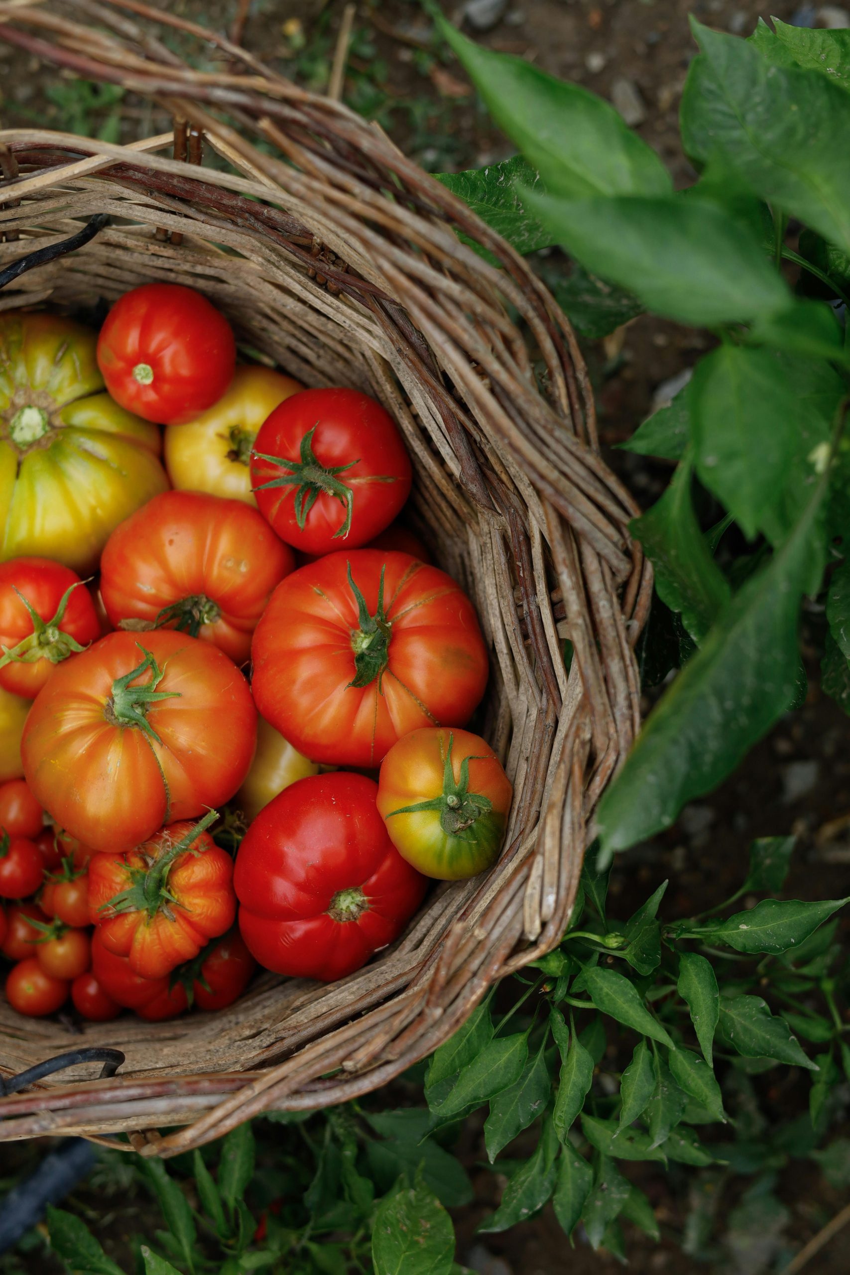 Fresh ripe tomatoes